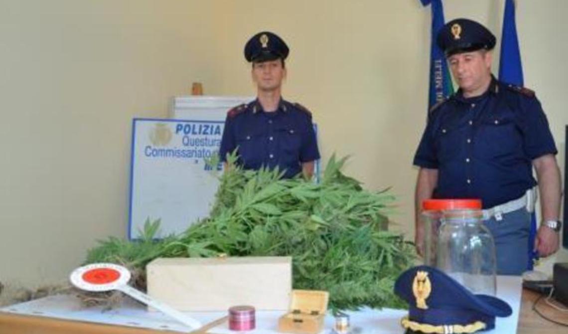 Droga, aveva creato una piantagione a Melfi: sette piante di marijuana da un metro e mezzo