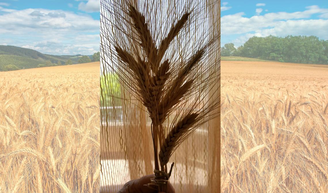Ventotto passi da te, in questo campo di grano mietuto di ricordi