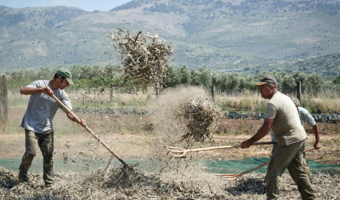 Sabato 22 luglio, quarta edizione della Festa della Pesatura delle Fave di Carpino