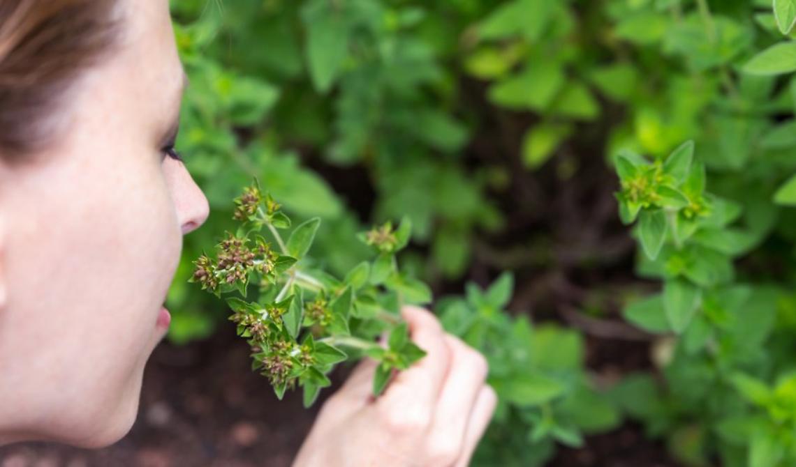 Una spruzzata di origano e profumi di felicità