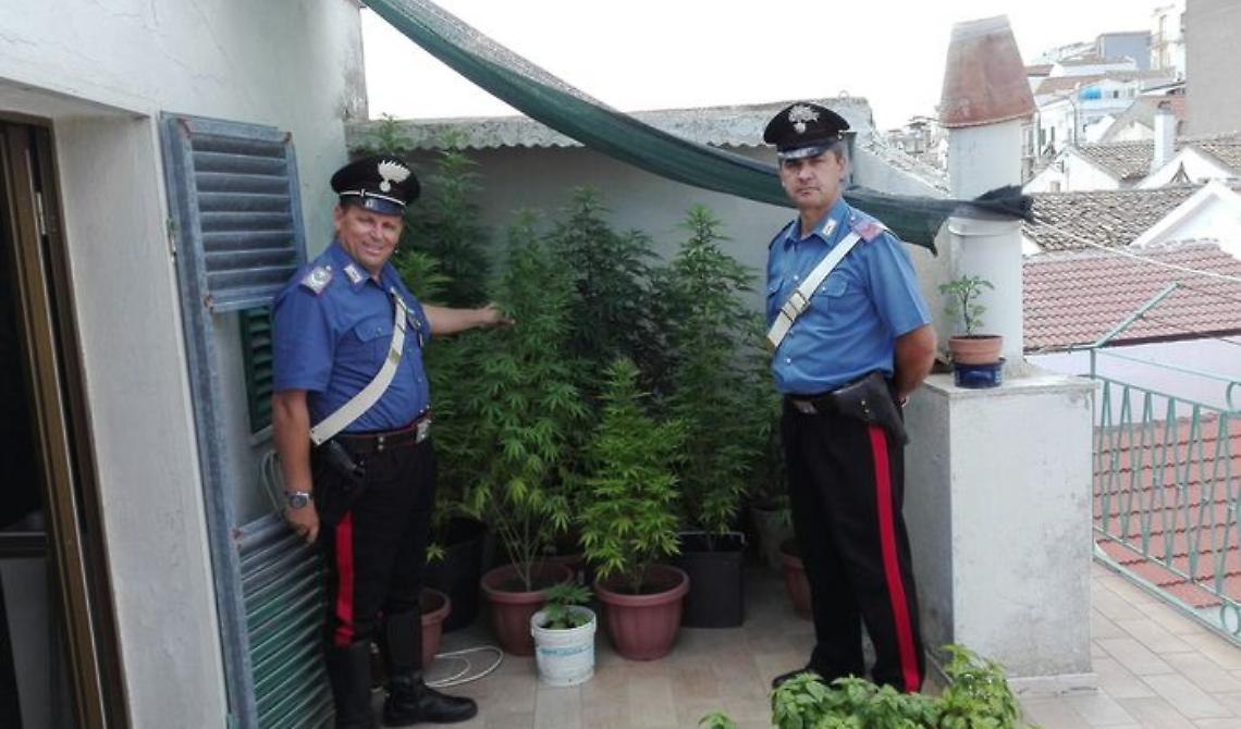 Pisticci, il terrazzo era diventato una serra di marijuana
