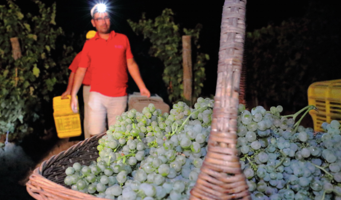Vendemmia con luna piena e 24 gradi, Foggia anticipa la raccolta