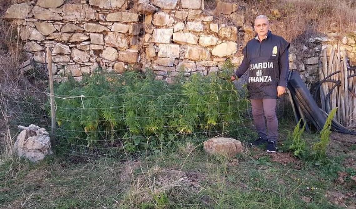 Coltivava canapa a Sasso di Castalda, finisce ai domiciliari