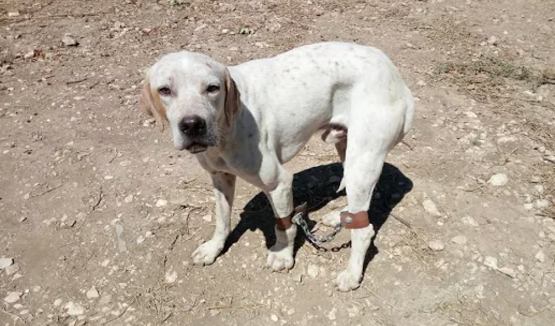 Legato e maltrattato: chi è quel criminale di San Giovanni Rotondo che può far questo ad un cane?