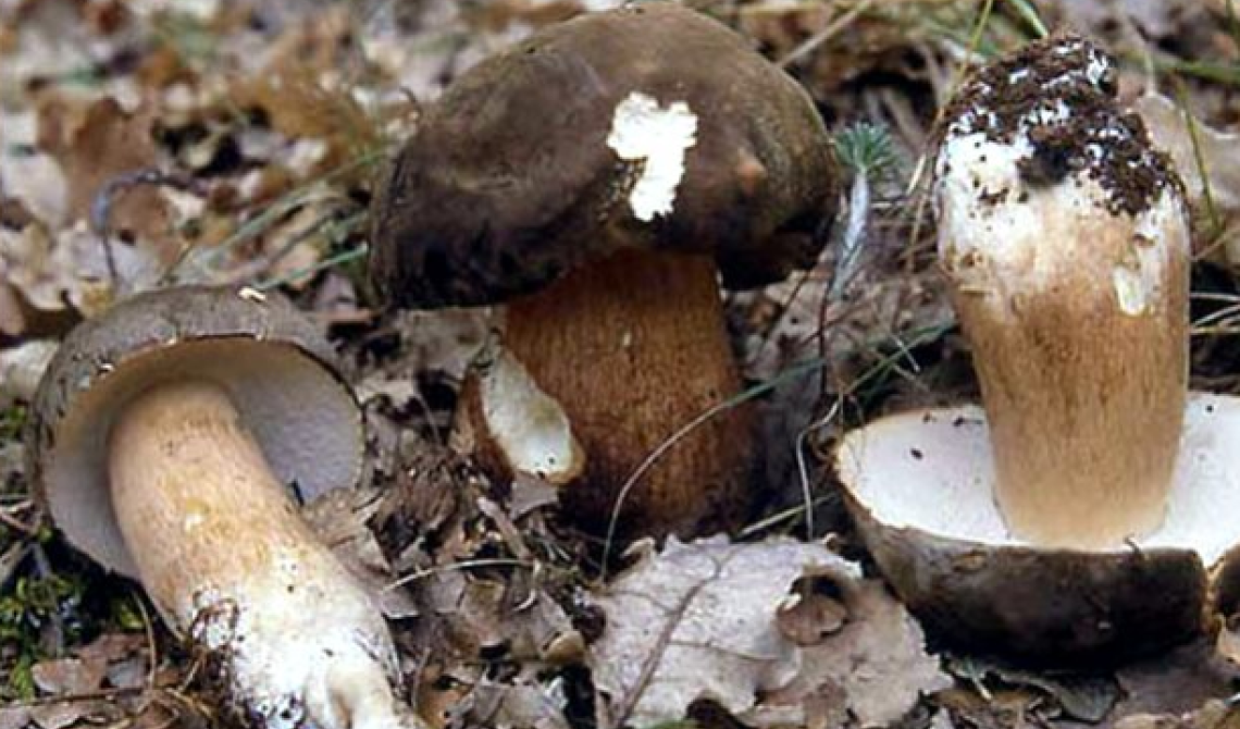 Viggianello propone: Gusto del Pollino