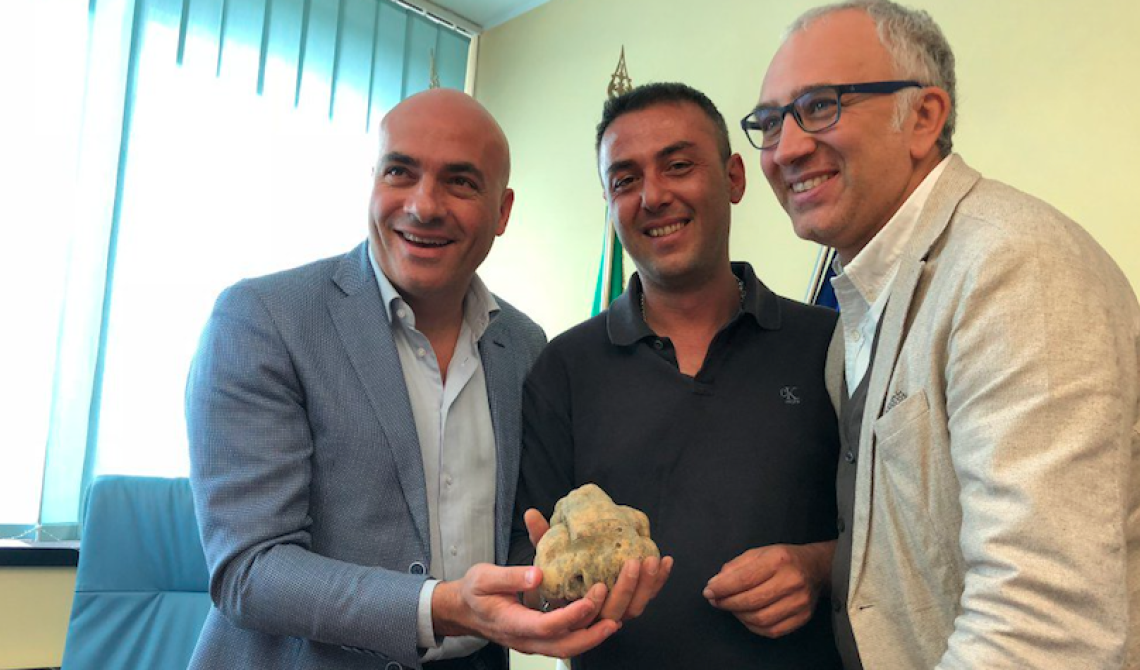 In Basilicata spunta  un tartufo bianco da 600 grammi, Braia: «Evento straordinario»