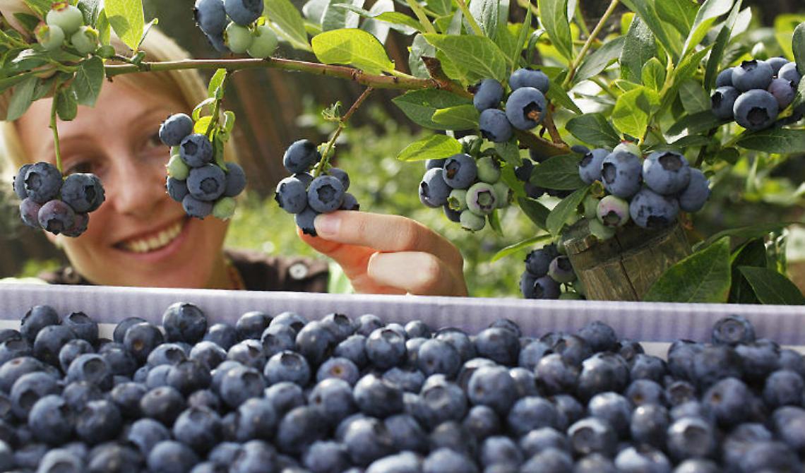 Vuoi bene al tuo cervello? Diglielo con un bel succo di mirtillo