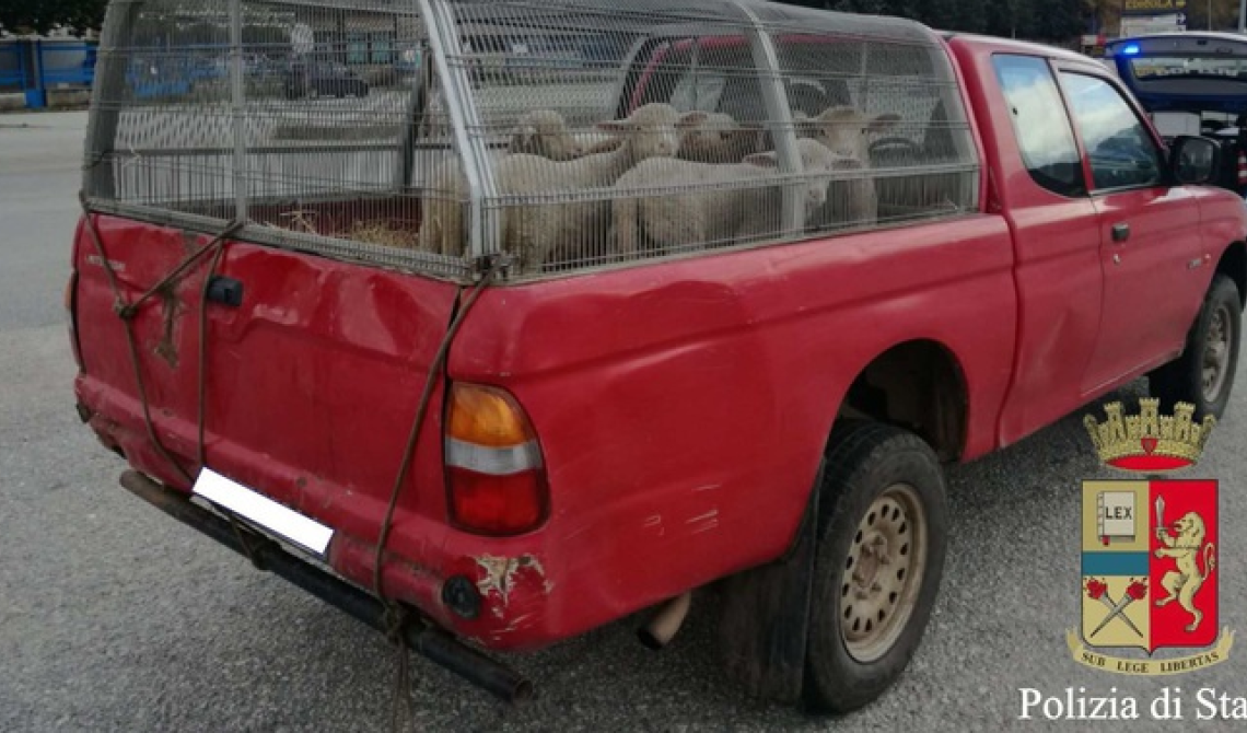 Guardate come trasportava le pecore al macello. La bravata gli è costata una multa salata 