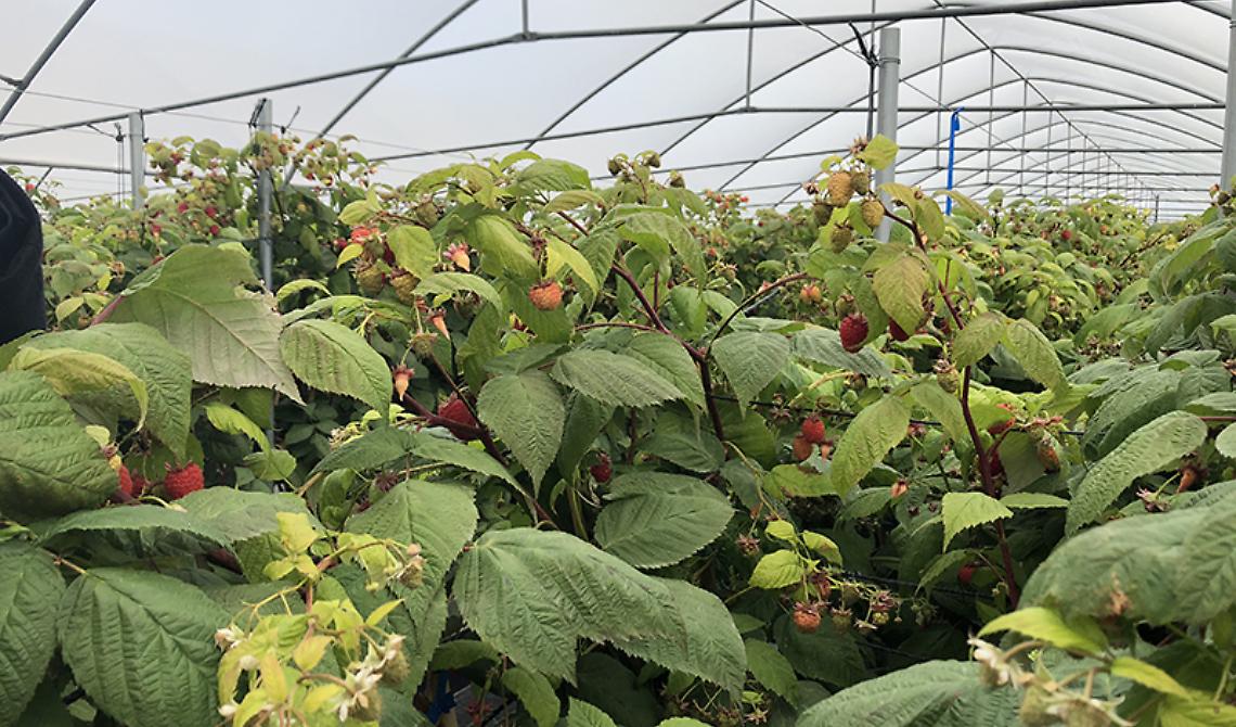 Regione Basilicata e CSO Italy insieme per l'"Osservatorio Economico Ortofrutta"