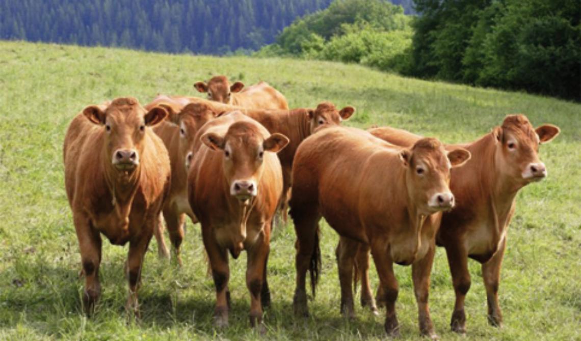 Bovino podolico al pascolo, giunto il riconoscimento ufficiale di qualità