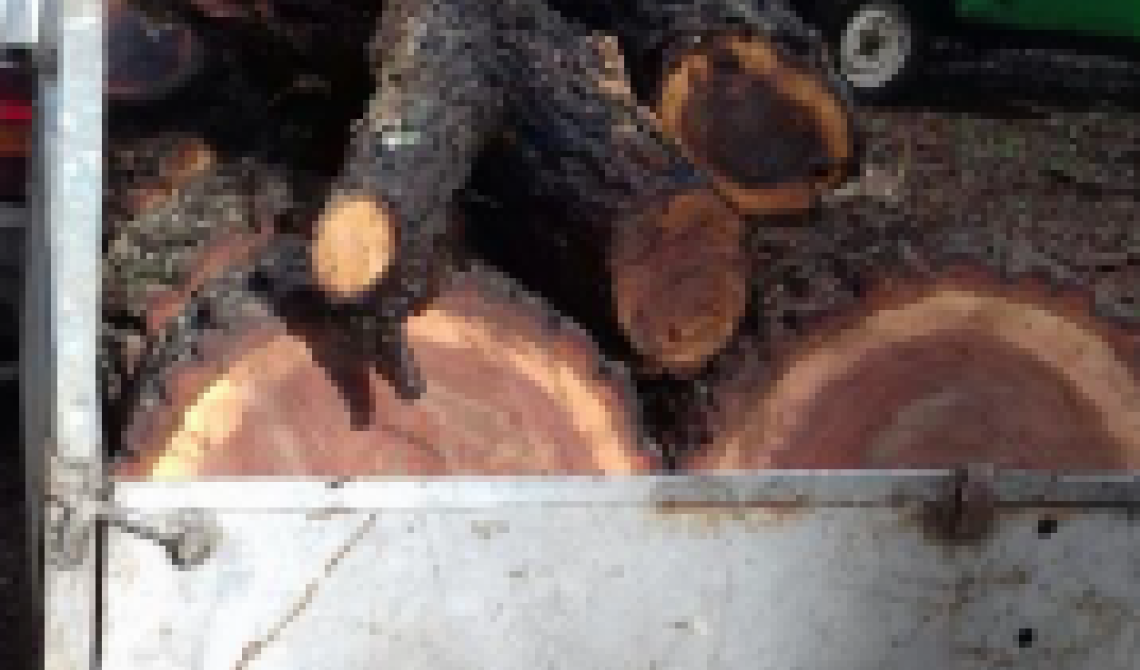 Furto di legna da ardere in zona 1 del Parco Nazionale del Gargano: due denunciati 
