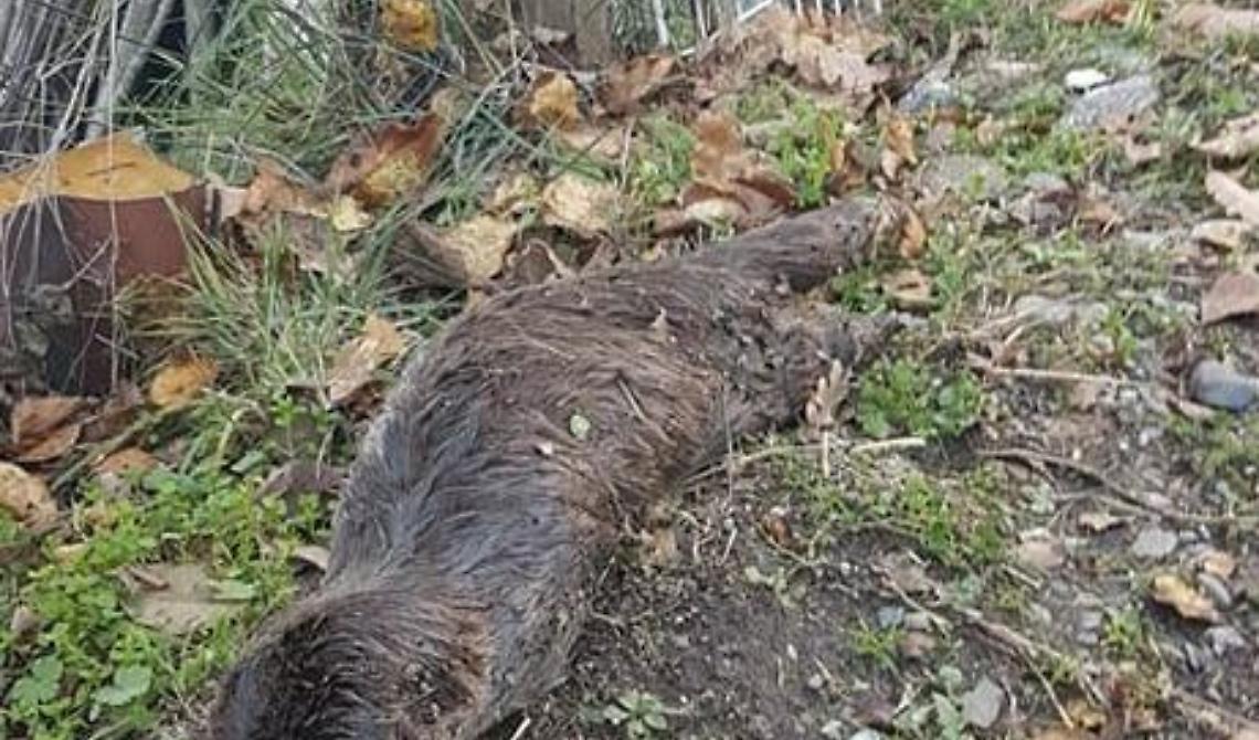Ad Avigliano i carabinieri forestali hanno trovato una carcassa di lontra, specie tutelata dalla Convenzione di Washington
