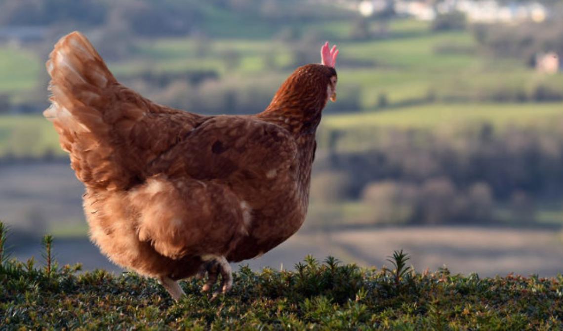 Adotta una Cocca e risparmi il 10% sulla tassa rifiuti: succede a Latronico