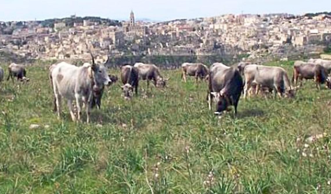 "Transumanza" candidata a patrimonio Unesco, Cia Basilicata: «Per Matera un significato speciale»