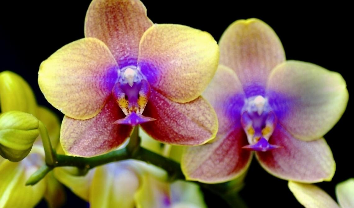 Orchidee in posa per il visit tour del Gargano
