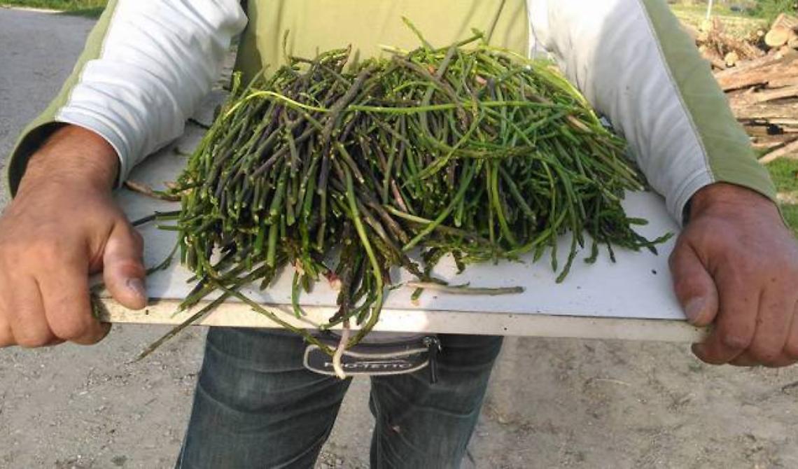 Domenica è sagra dell’asparago selvatico a Rocchetta, con uno chef di lusso: Alessandro Circiello
