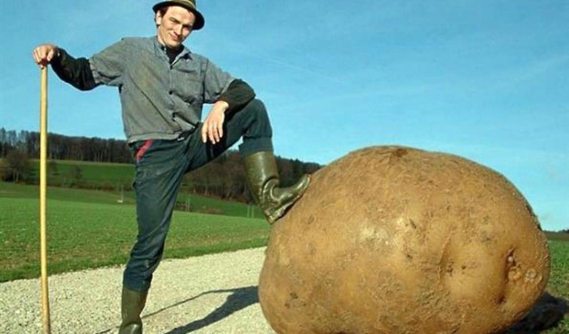 La patata fa bene ma con moderazione
