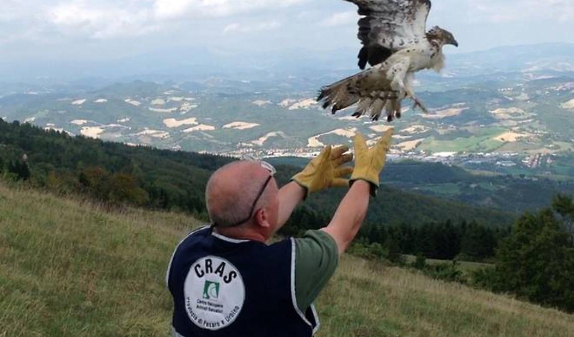 Centri di recupero animali selvatici, accordato il sostegno della Regione Basilicata
