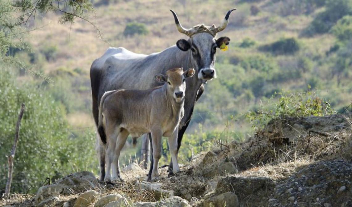 Vacca podolica, un bene da valorizzare e riscoprire