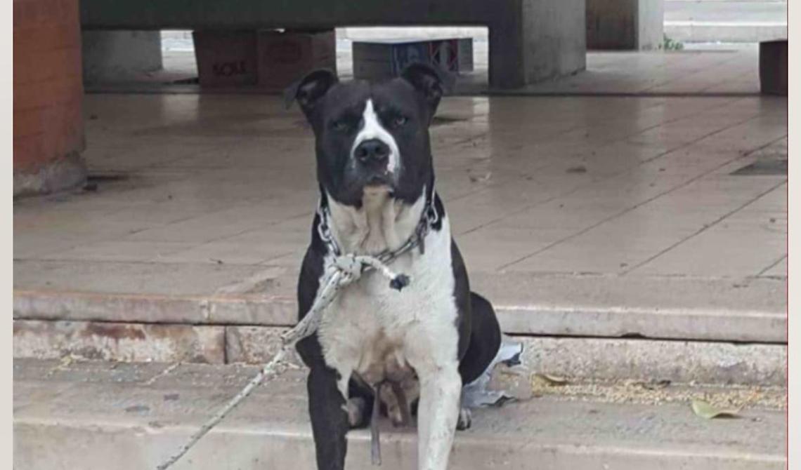 Pit bull  inferocito azzanna passante: carabinieri lo salvano