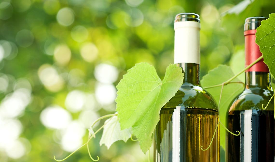 Produzione di vino "bio, la Basilicata è la prima regione in Italia