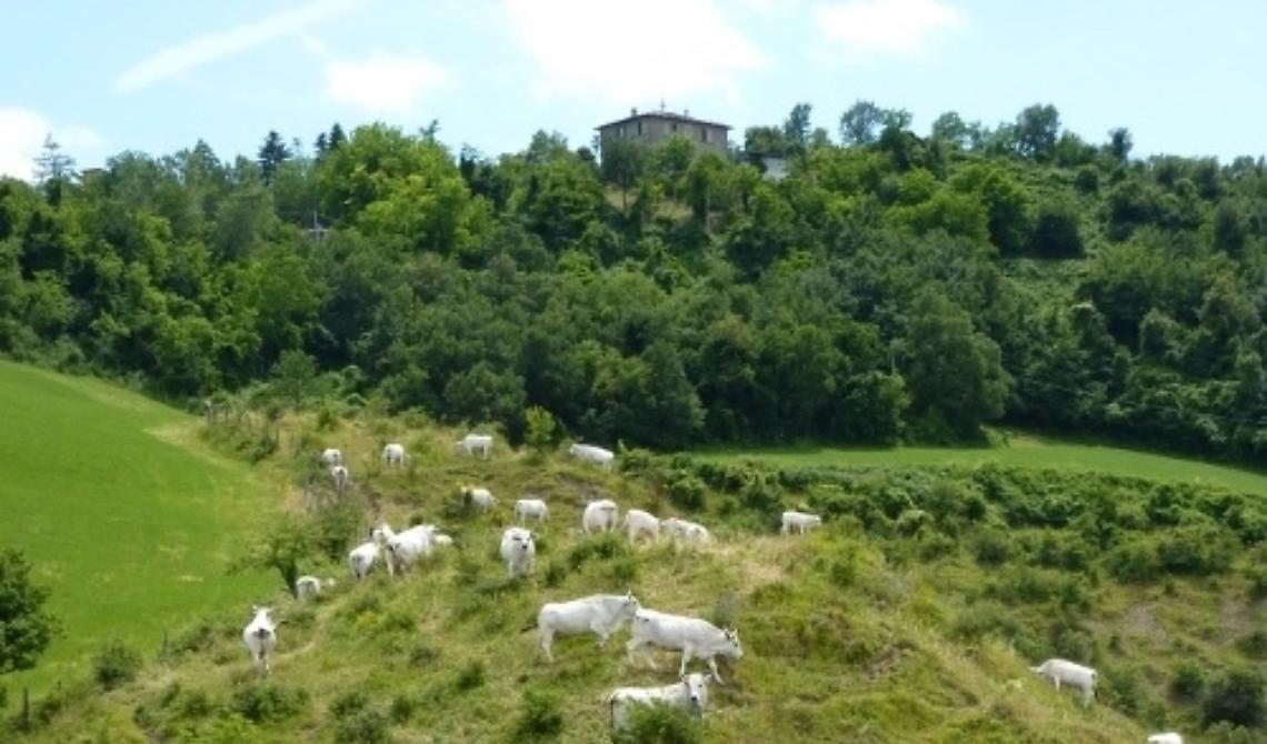 Aree rurali lucane, dalla Regione 25 milioni in 125 comuni