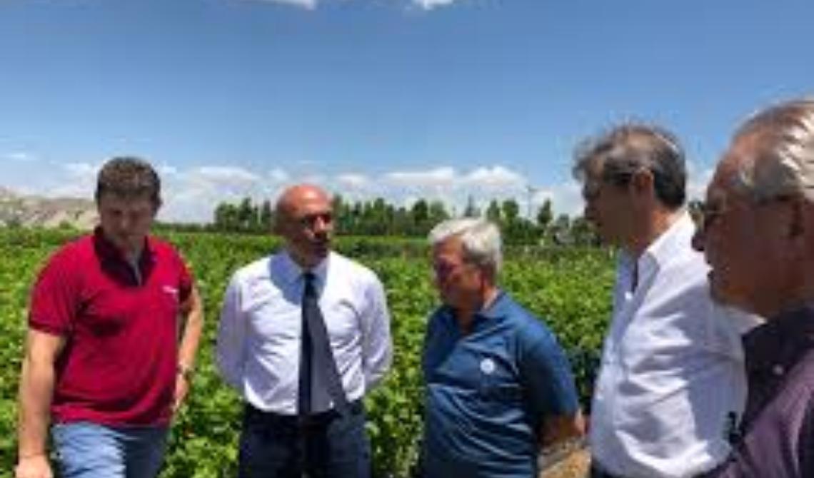 Agricoltura, online la carta vocazionale del nocciolo lucano
