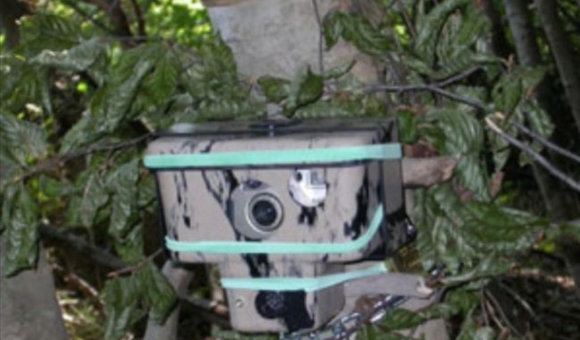Furbetti dei rifiuti con le ore contate a Chiaromonte grazie alle fototrappole del sindaco Viola