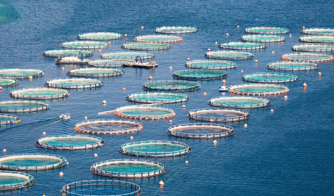 Ambiente, 1 milione di euro di investimenti destinati all'Acquacoltura