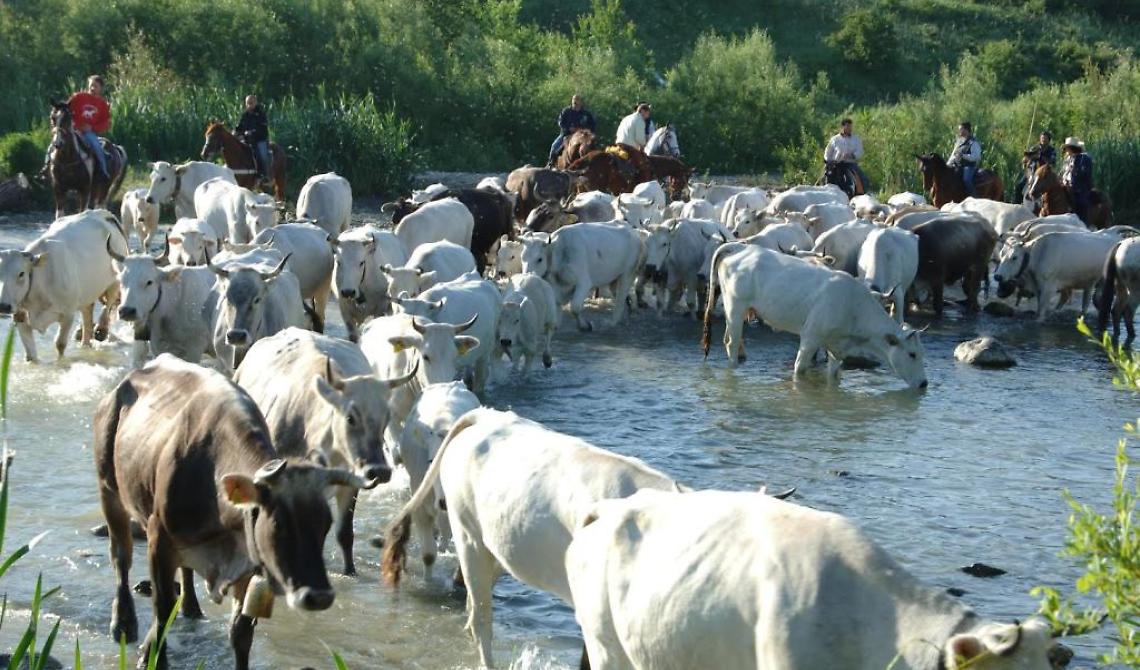 Rivello, al via l’11esima edizione de “I Sentieri della Transumanza”