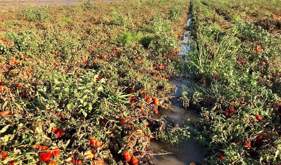Raccolta del pomodoro, Coldiretti chiede di aprire il centro di  Palazzo San Gervasio 
