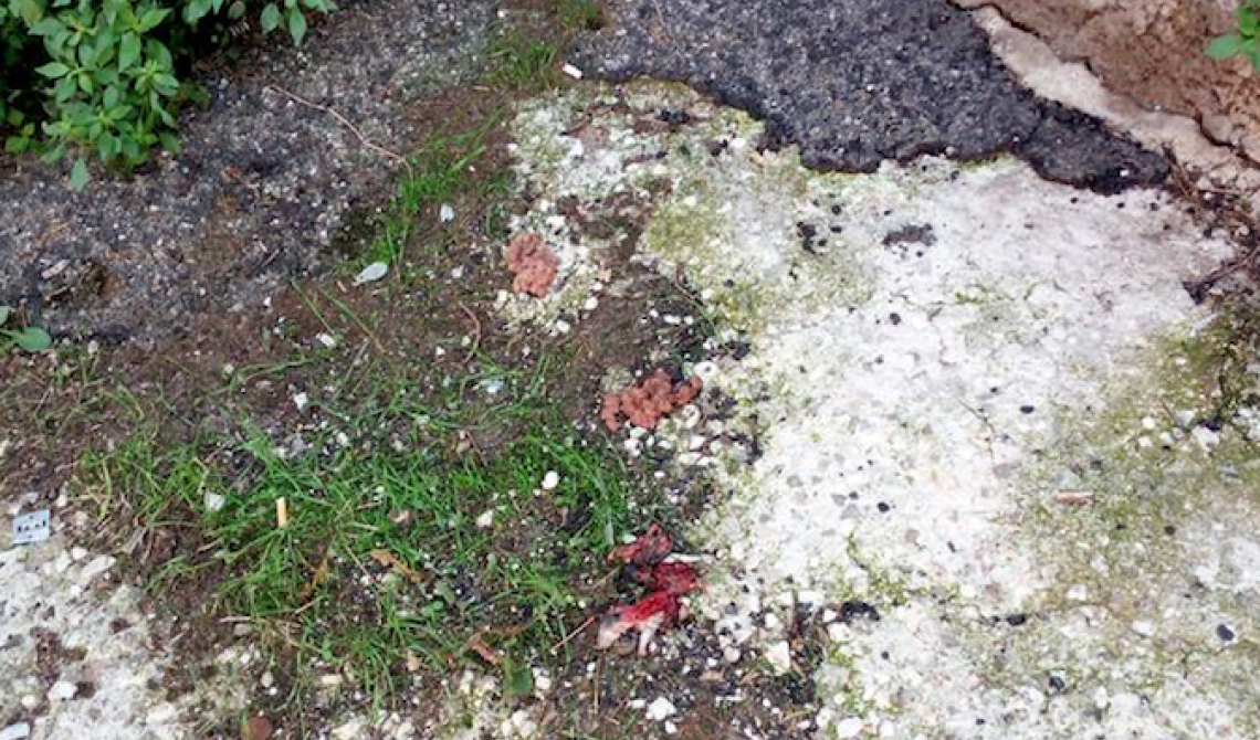 San Marco in Lamis, avvelenato Marley: il cane coccolone, amico di tutti