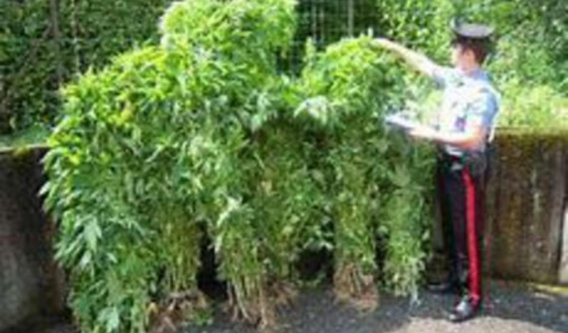 Donna 79enne coltiva cannabis con i figli: tre denunce a Potenza