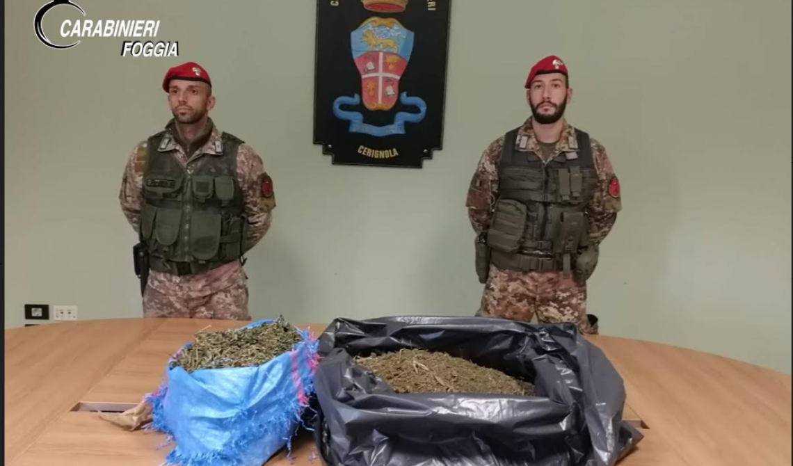 Cerignola, otto chili e mezzo di "maria" nascosti nella masseria di famiglia: arrestati madre e figlio 