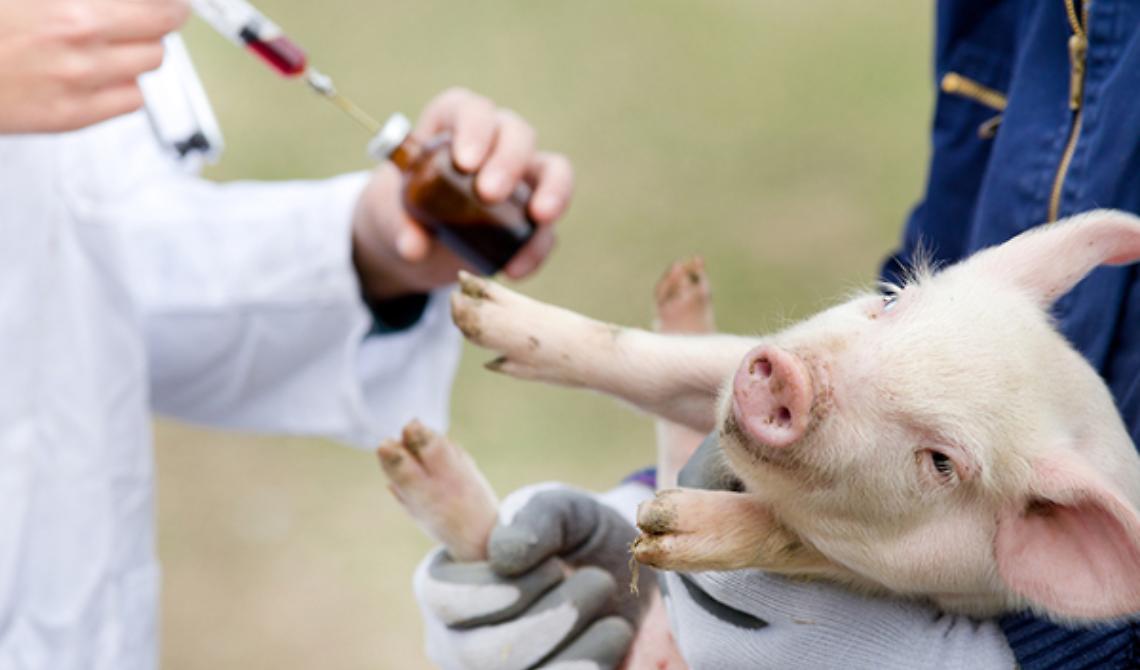 Lo mangeresti un bel maialino farcito di antibiotici?