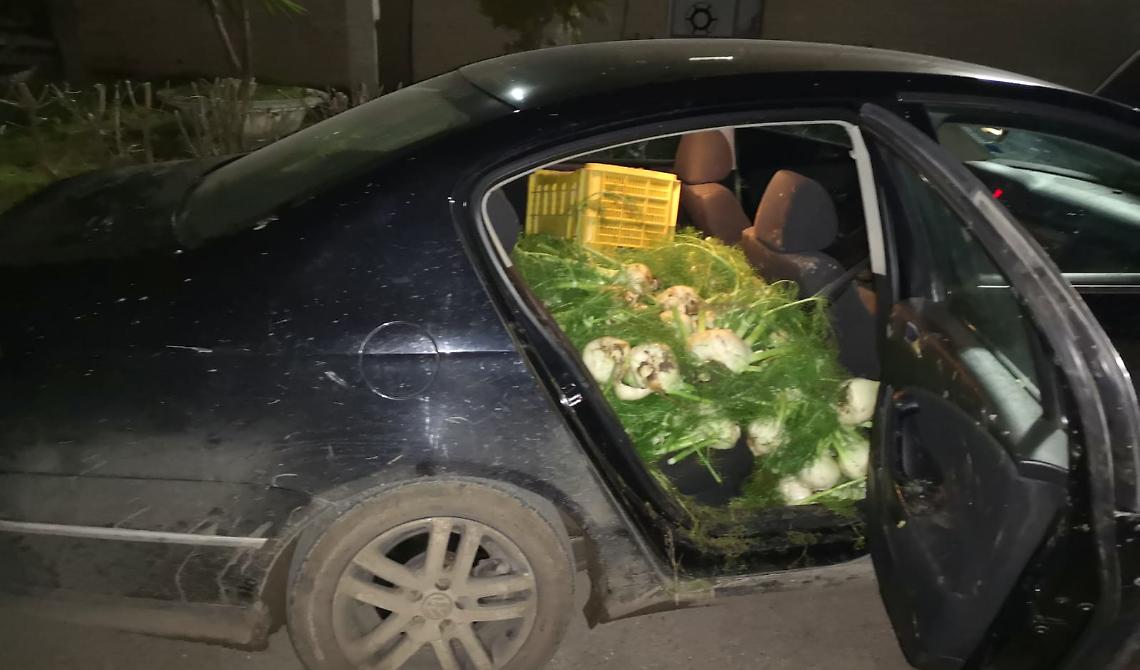 San Severo. Ruba finocchi e scappa con un'auto senza assicurazione, arrestato dalla Polizia