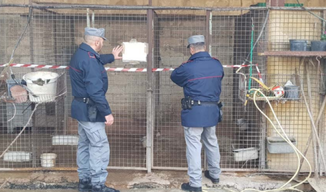 Cuccioli con code e orecchie tagliate, i Carabinieri della Forestale sequestrano canile a San Ferdinando di Puglia