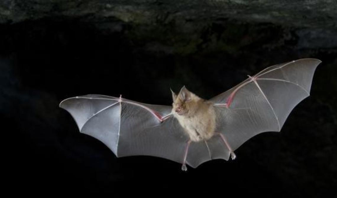 Il pipistrello, da ‘oggetto’ di filtri di passione e simbolo apotropaico a essere malefico
