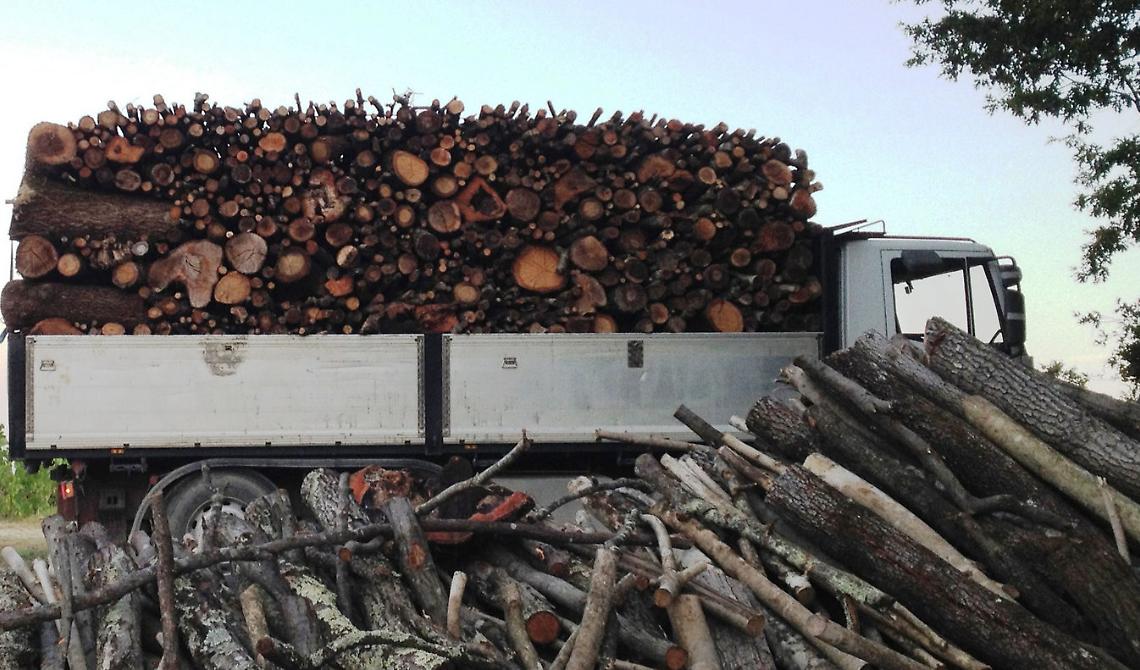 Pescopagano, sequestrati 3 ettari di terreno e 110 quintali di legna