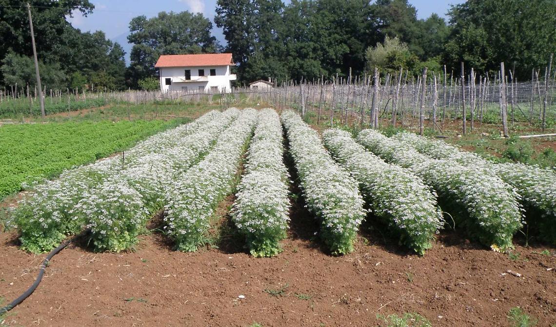  “Piante officinali della filiera lucana”, una giornata informativa per i produttori 