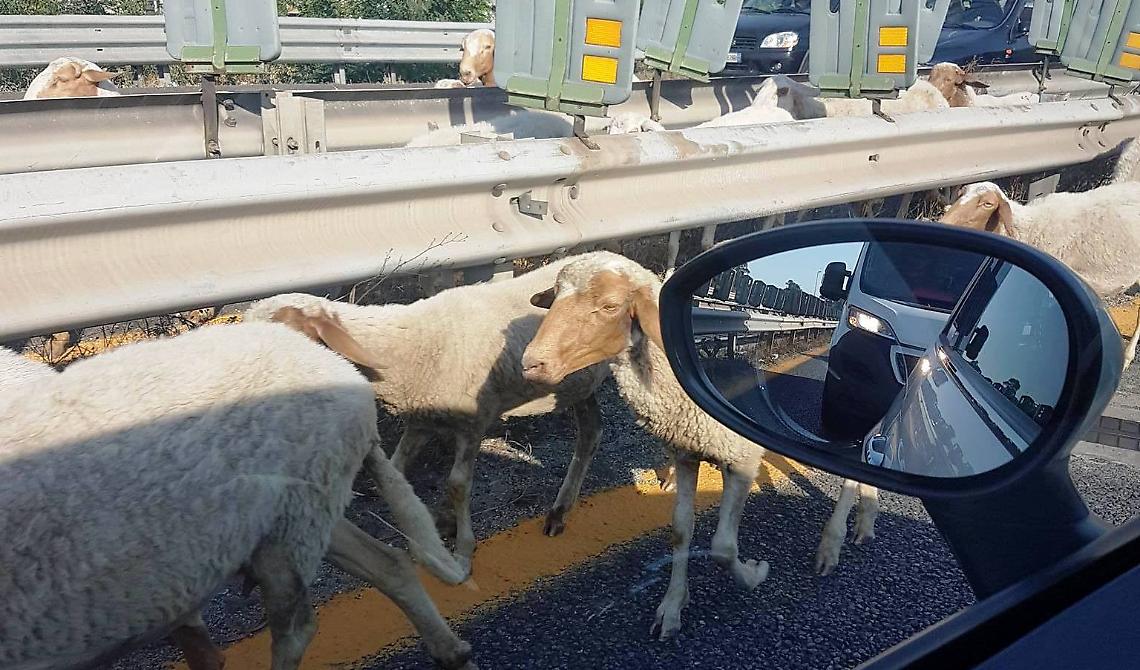 A14 Foggia - San Severo: capra manda in tilt il traffico sull'autostrada 