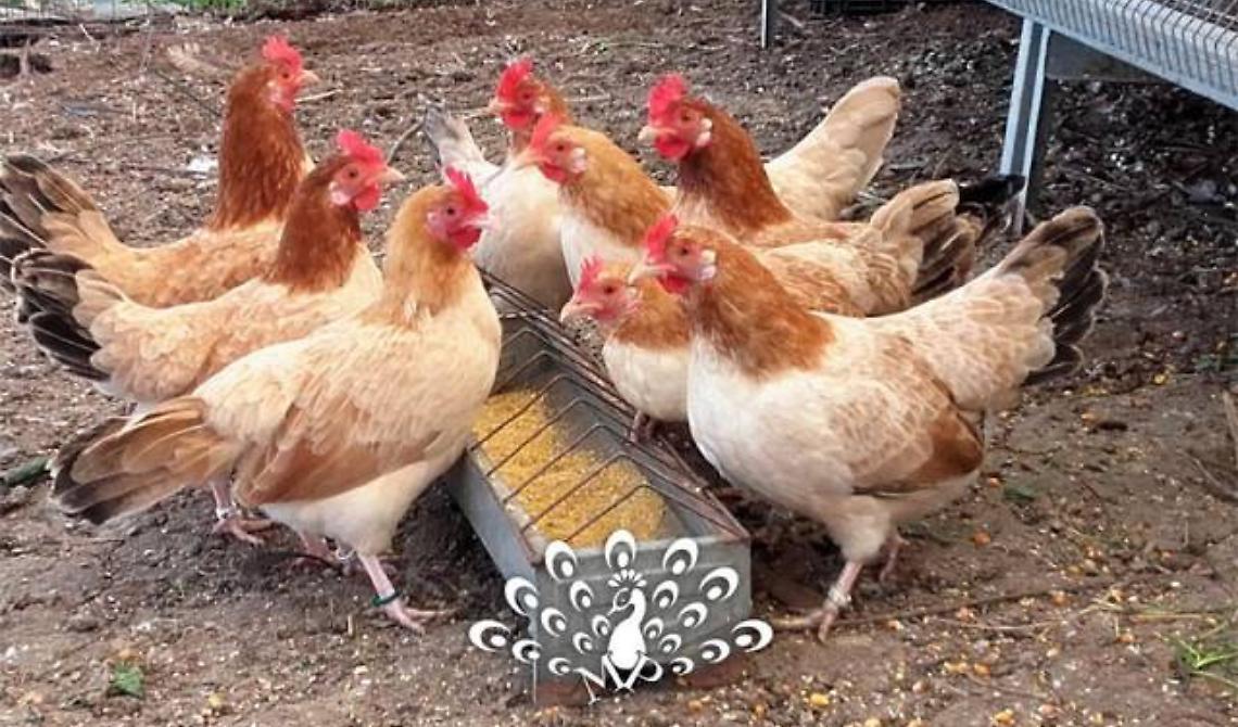 Furti campagne: i malviventi non risparmiano neppure le galline 