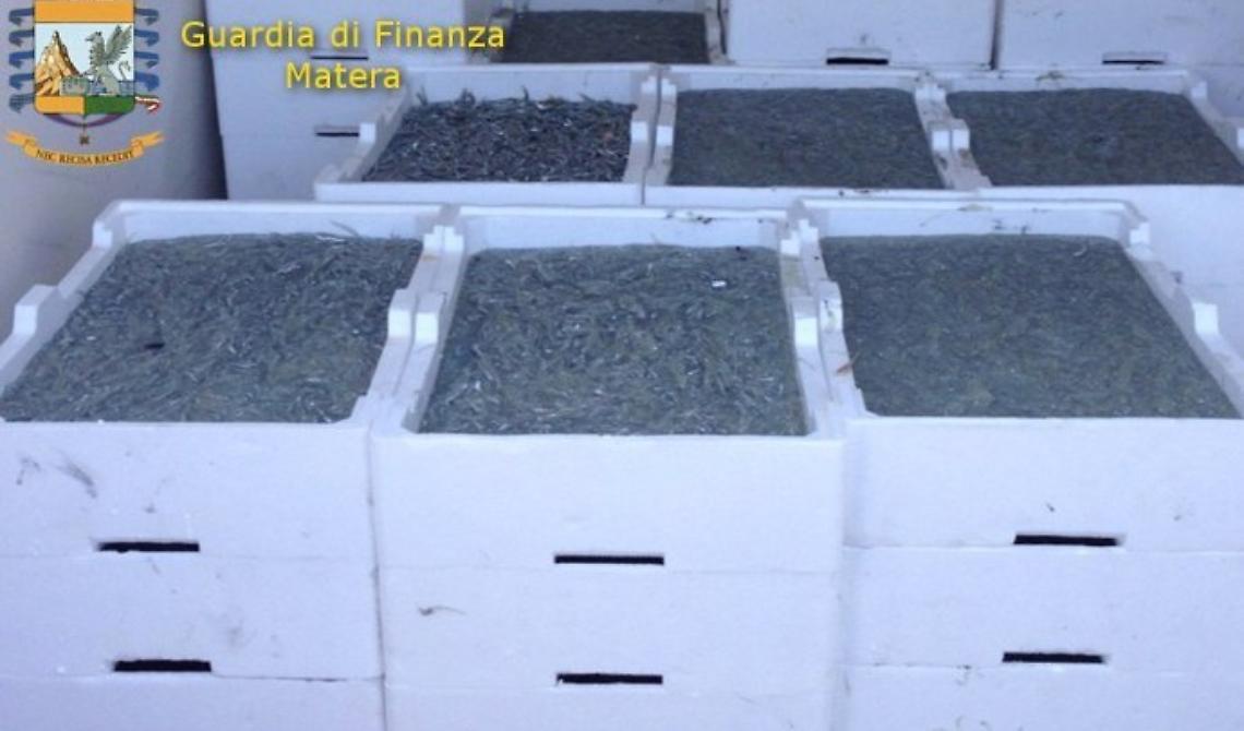 Pesca illegale, sequestrata a Matera oltre una tonnellata di "novellame di sardina"