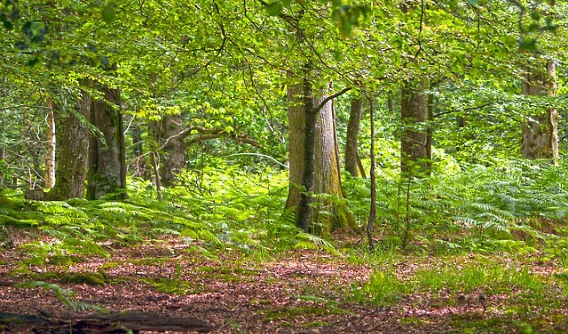 Gli agronomi si riuniscono a Foggia per parlare di foreste