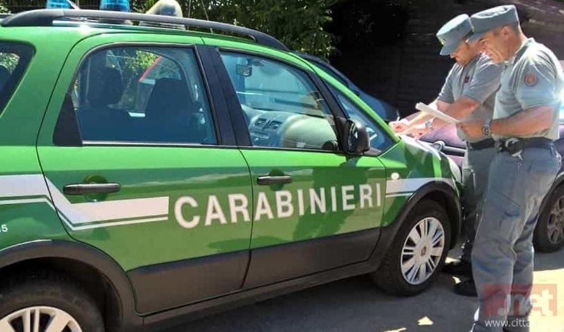 Macellazione illegale di carne equina: 240 mila euro di multe in due mesi