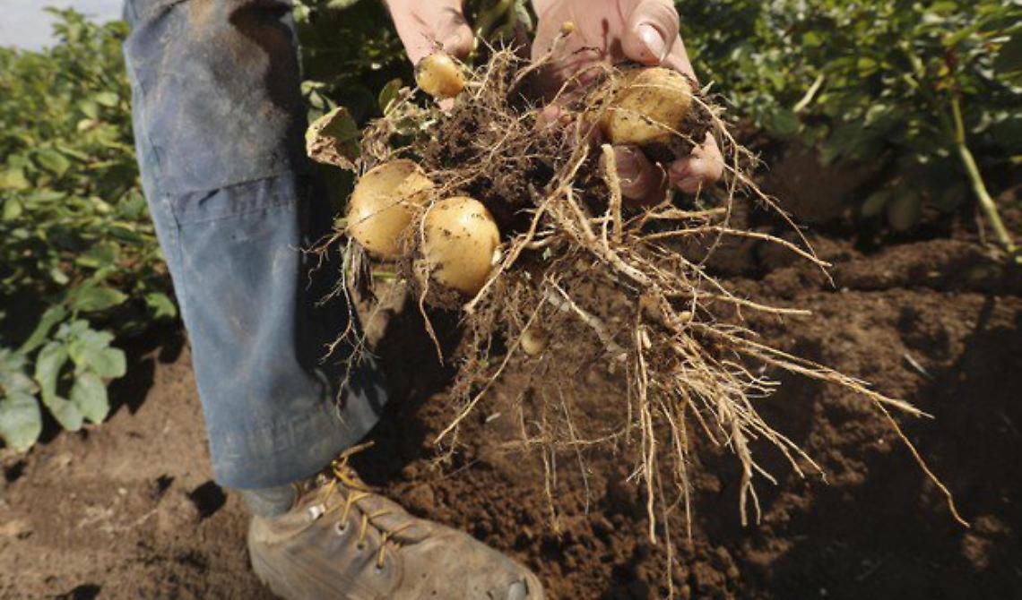 Fonti rinnovabili, presentate 44 domande per il bando “Misura 7 - Sottomisura 7.2”