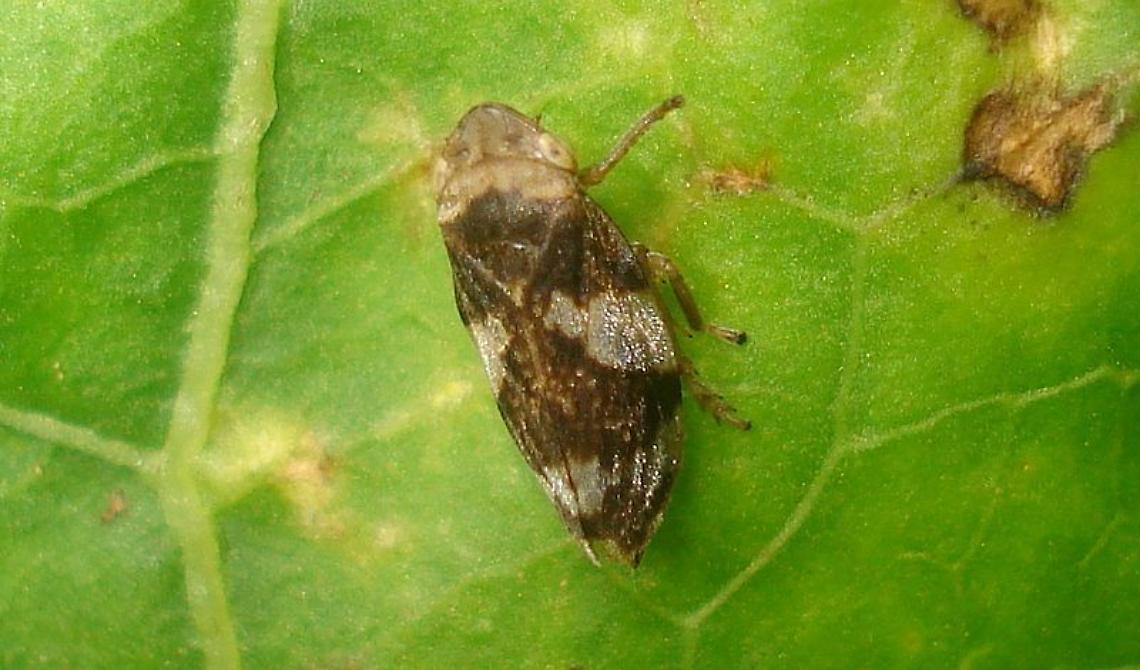 L'allarme di Coldiretti: La Xylella ha raggiunto Matera