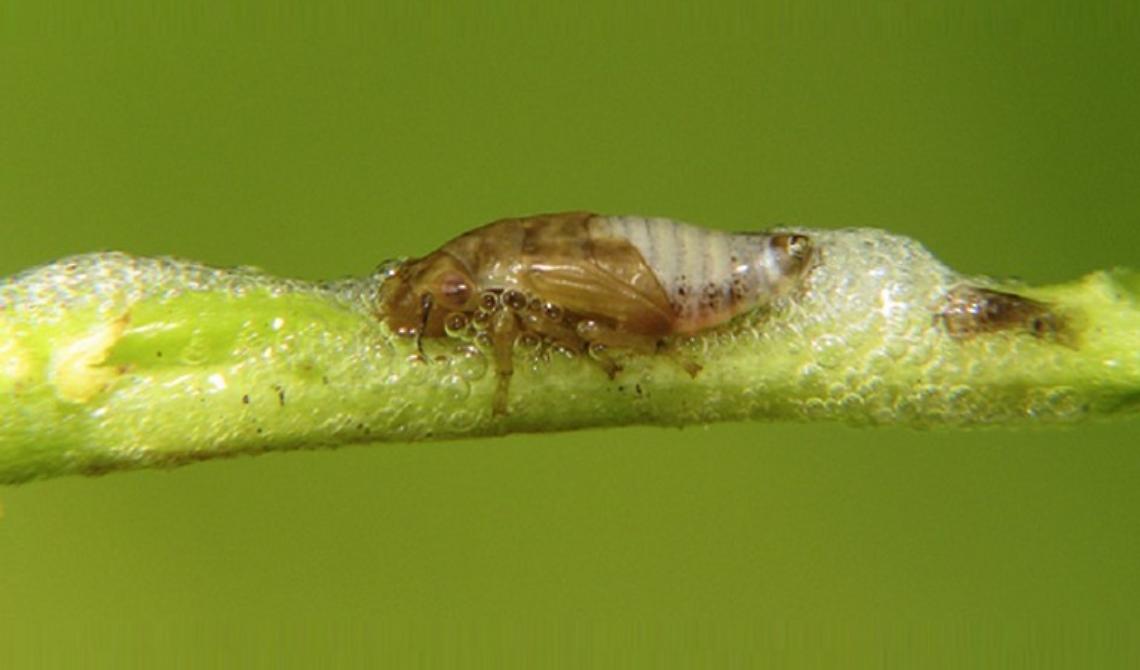 Batterio Xylella, Granieri: "Fermare il contagio e sostenere gli agricoltori"