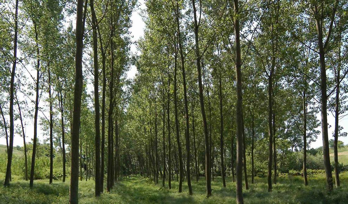 Forestazione, Confael Basilicata chiede un incontro con Bardi e Fanelli