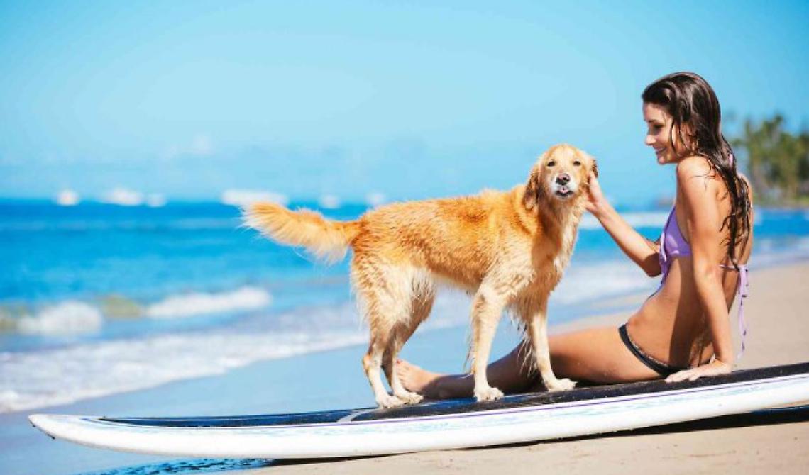 Animali in spiaggia, la Regione Puglia fa ordinanze contro la propria legge: incredibile!